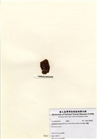 藏品(囊藻)的圖片